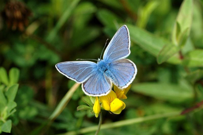 In juli was er een ware explosie van icarusblauwtjes in de Wassenaarse duinen (Meijendel).