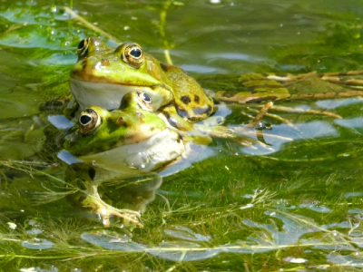 <i class='fa fa-user'></i>&nbsp;Spekkie72&nbsp;|  Groene Kikker sp.&nbsp; <i class='fa fa-eye'>&nbsp;53</i> &nbsp; <i class='fa fa-comment-o'>&nbsp;0</i>