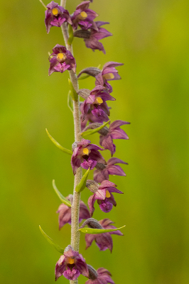 <i class='fa fa-user'></i>&nbsp;Willem Verhagen&nbsp;|  Bruinrode Wespenorchis&nbsp; <i class='fa fa-eye'>&nbsp;68</i> &nbsp; <i class='fa fa-comment-o'>&nbsp;1</i>