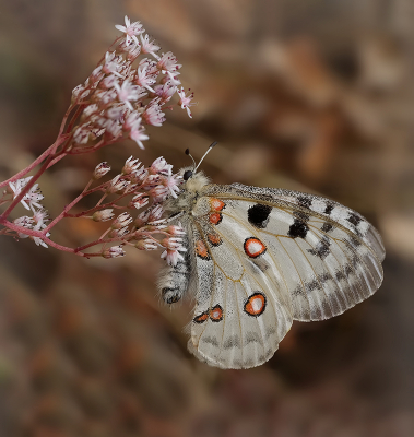 <i class='fa fa-user'></i>&nbsp;Jurgen Maassen&nbsp;|  Apollovlinder&nbsp; <i class='fa fa-eye'>&nbsp;119</i> &nbsp;<i class='fa fa-thumbs-up'>&nbsp;10</i> &nbsp; <i class='fa fa-comment-o'>&nbsp;5</i>