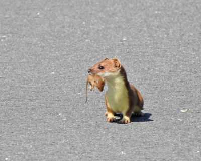 Ik was op de fiets mijn vertrouwde rondje aan het doen,toen ineens uit het gras deze te voorschijn kwam.
Hij dook onmiddelijk weer in het gras,ik dacht dat hij schrok van mij maar niets van dat alles,even later kwam hij met zijn prooi aanlopen en liet dit zo aan mij zien.