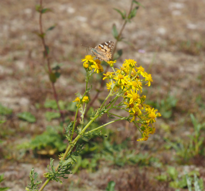 ik zat bij een ven voor het fotograferen van de scholekster die had ik nog niet op de foto. ik zie na een paar fotos van de genoemde vogel ineens deze distel vlinder en omdat ik die nog niet had ook heb ik niet getwijfeld uit een bijna onmogelijke positie leek het een zo goed mogelijke foto te maken. de omstandigheden waren redelijk.