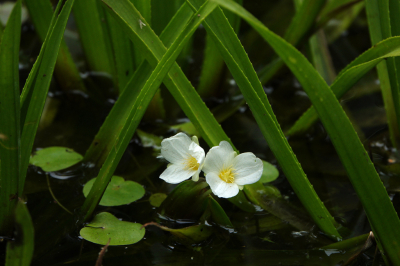 Een gezellig dagje met Nel Talen doorgebracht in het Waterloopbos. Helaas weinig vlinders of libellen. Maar ik zag wel de bloempjes van de krabbenscheer. En ze stonden op een mooie gunstige plek.