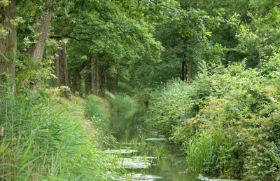 Op de terugweg vanuit de polder even langs de Grift gereden. Helaas geen weidebeekjuffertjes. Maar wel heel veel soorten groen.