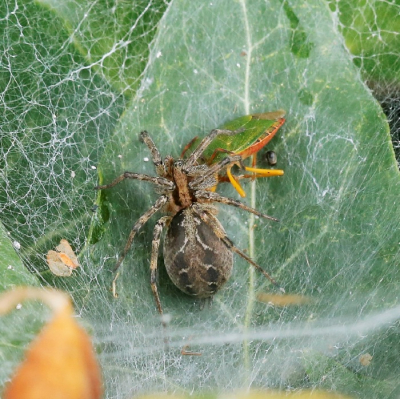 Deze vanmorgen gespot in de klimop hij of zij zat in een opgerold klimopblad.
Toen ik voor een half uur ging kijken was ze met een prooi(Groene schildwants)bezig.
Gauw naar binnen toestel pakken en een paar mooie foto's van bovenaf gemaakt.
Dit is er een van.