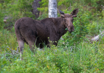 <i class='fa fa-user'></i>&nbsp;natura-pulchra&nbsp;|  Eland&nbsp; <i class='fa fa-eye'>&nbsp;117</i> &nbsp; <i class='fa fa-comment-o'>&nbsp;1</i>