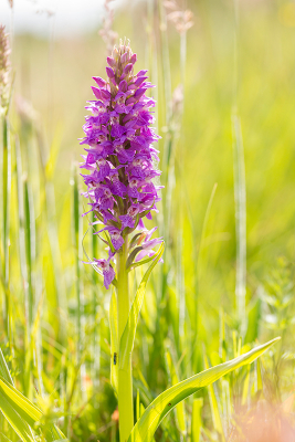 <i class='fa fa-user'></i>&nbsp;Willem Verhagen&nbsp;|  Vleeskleurige Orchis&nbsp; <i class='fa fa-eye'>&nbsp;67</i> &nbsp; <i class='fa fa-comment-o'>&nbsp;1</i>
