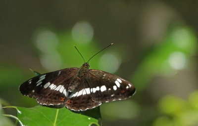 <i class='fa fa-user'></i>&nbsp;nelappelmelk&nbsp;|  Kleine IJsvogelvlinder&nbsp; <i class='fa fa-eye'>&nbsp;78</i> &nbsp; <i class='fa fa-comment-o'>&nbsp;5</i>