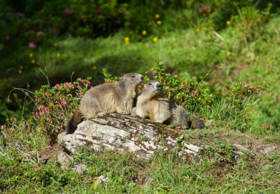 <i class='fa fa-user'></i>&nbsp;jeb&nbsp;|  Alpenmarmot&nbsp; <i class='fa fa-eye'>&nbsp;149</i> &nbsp;<i class='fa fa-thumbs-up'>&nbsp;4</i> &nbsp; <i class='fa fa-comment-o'>&nbsp;5</i>