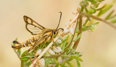 <i class='fa fa-user'></i>&nbsp;Paul Cools&nbsp;|  Chamaesphecia doleriformis&nbsp; <i class='fa fa-eye'>&nbsp;81</i> &nbsp;<i class='fa fa-thumbs-up'>&nbsp;2</i> &nbsp; <i class='fa fa-comment-o'>&nbsp;5</i>