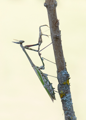 <i class='fa fa-user'></i>&nbsp;koekieman&nbsp;|  Empusa pennata&nbsp; <i class='fa fa-eye'>&nbsp;98</i> &nbsp;<i class='fa fa-thumbs-up'>&nbsp;3</i> &nbsp; <i class='fa fa-comment-o'>&nbsp;9</i>