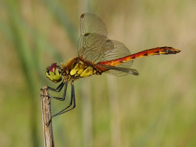 Deze zomer maar eens serieus met libellen begonnen waarbij foto's vooral dienden om ze op 't gemak te kunnen determineren. Soms was er ook een aardig plaatje bij zoals van deze fraaie soort die ik als Kempenaar natuurlijk mest hebben. Een paar hele warme dagen zoeken op 't Nederlands deel van de Plateaux leverde niks bruikbaars op wat deze soort betreft totdat een toevallige ontmoeting met Theo Muusse me letterlijk op 't juiste pad bracht, al lag dat net in Belgi.