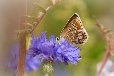 <i class='fa fa-user'></i>&nbsp;Nel R&nbsp;|  Bruin Blauwtje&nbsp; <i class='fa fa-eye'>&nbsp;51</i> &nbsp; <i class='fa fa-comment-o'>&nbsp;2</i>