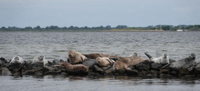 Omdat ze met zo'n negentig dieren netjes in een rijtje op een strekdam lagen, heb ik ook een paar panoramische uitsneden gemaakt. Dat vind ik in dit geval wel werken.