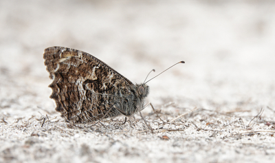 <i class='fa fa-user'></i>&nbsp;nelappelmelk&nbsp;|  Heivlinder&nbsp; <i class='fa fa-eye'>&nbsp;75</i> &nbsp; <i class='fa fa-comment-o'>&nbsp;6</i>