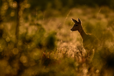 Na 3 maanden in de Indiase Himalaya te hebben doorgebracht is het toch fijn om weer terug te zijn in Nederland en de bossen en dieren op de Veluwe te zien. Bovendien is het momenteel reenbronst. 
Gisteravond zag ik deze reegeit (Capreolus capreolus) in mooi tegenlicht lopen. Tussen de dennetjes, heidepollen en grassen door wist ik een gaatje te vinden en kon ik enkele foto's van haar nemen.