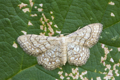 <i class='fa fa-user'></i>&nbsp;Robert Rodenburg&nbsp;|  Idaea moniliata&nbsp; <i class='fa fa-eye'>&nbsp;75</i> &nbsp;<i class='fa fa-thumbs-up'>&nbsp;5</i> &nbsp; <i class='fa fa-comment-o'>&nbsp;6</i>