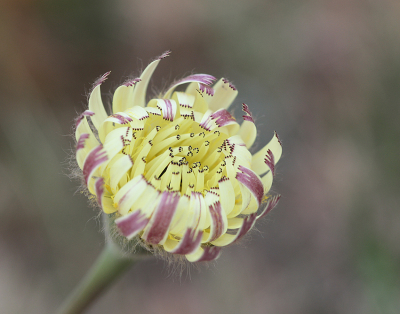 <i class='fa fa-user'></i>&nbsp;Paul Vandebroek&nbsp;|  Urospermum dalechampii&nbsp; <i class='fa fa-eye'>&nbsp;71</i> &nbsp;<i class='fa fa-thumbs-up'>&nbsp;2</i> &nbsp; <i class='fa fa-comment-o'>&nbsp;3</i>