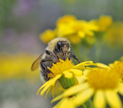 <i class='fa fa-user'></i>&nbsp;Tim Oord&nbsp;|  Hommel sp.&nbsp; <i class='fa fa-eye'>&nbsp;72</i> &nbsp;<i class='fa fa-thumbs-up'>&nbsp;1</i> &nbsp; <i class='fa fa-comment-o'>&nbsp;5</i>