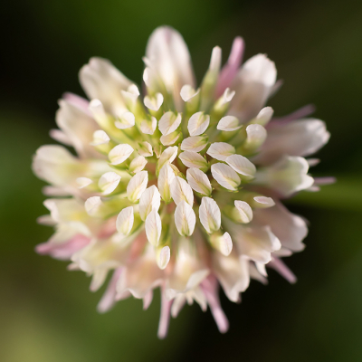 <i class='fa fa-user'></i>&nbsp;Bemaliri&nbsp;|  Rode Klaver&nbsp; <i class='fa fa-eye'>&nbsp;48</i> &nbsp; <i class='fa fa-comment-o'>&nbsp;1</i>