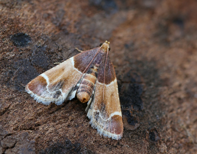 <i class='fa fa-user'></i>&nbsp;Robert Rodenburg&nbsp;|  Grote Meelmot&nbsp; <i class='fa fa-eye'>&nbsp;73</i> &nbsp;<i class='fa fa-thumbs-up'>&nbsp;1</i> &nbsp; <i class='fa fa-comment-o'>&nbsp;9</i>