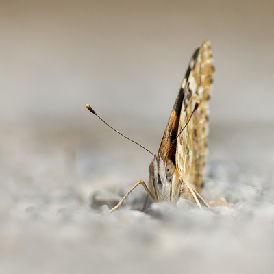 <i class='fa fa-user'></i>&nbsp;henksteen&nbsp;|  Distelvlinder&nbsp; <i class='fa fa-eye'>&nbsp;51</i> &nbsp; <i class='fa fa-comment-o'>&nbsp;4</i>