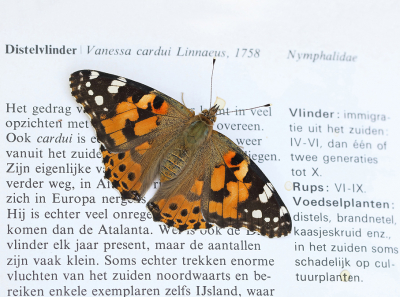 <i class='fa fa-user'></i>&nbsp;Ad Sprang&nbsp;|  Distelvlinder&nbsp; <i class='fa fa-eye'>&nbsp;113</i> &nbsp; <i class='fa fa-comment-o'>&nbsp;7</i>