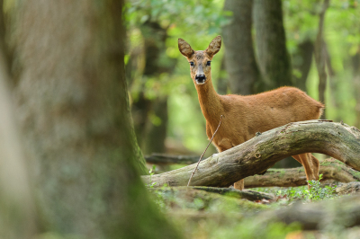 Nog een keer een reegeit; gisterochtend kwam ik haar tegen in een eikenbos op de Veluwe. De omstandigheden om te fotograferen zijn in de dichte bossen echter niet makkelijk momenteel, aangezien het erg donker is vanwege het dichte kronendak. Toch kan er vanaf statief een scherpe foto gemaakt worden met niet te hoge ISO-waarden wanneer het dier even staat te zekeren.