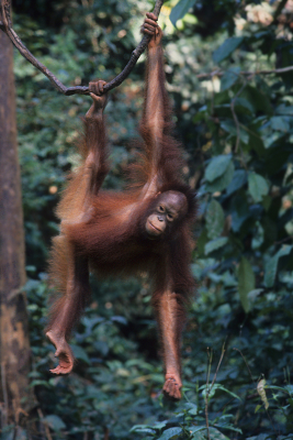 <i class='fa fa-user'></i>&nbsp;Gerard Visser&nbsp;|  Borneose Orang-oetan&nbsp; <i class='fa fa-eye'>&nbsp;118</i> &nbsp;<i class='fa fa-thumbs-up'>&nbsp;4</i> &nbsp; <i class='fa fa-comment-o'>&nbsp;5</i>
