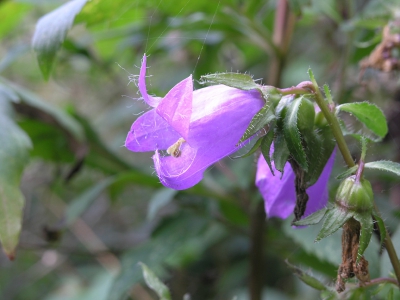 De plant is eigenlijk een orchidee, naar ik opmaak uit enkele artikelen. Hij komt op de Rode Lijst voor.