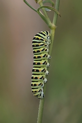 Net toen ik klaar was met mijn rondje langs een poel kwam ik deze rups tegen.