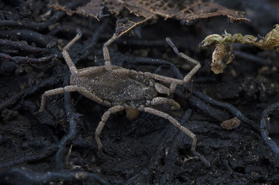<i class='fa fa-user'></i>&nbsp;danny.declercq&nbsp;|  Trogulus tricarinatus&nbsp; <i class='fa fa-eye'>&nbsp;151</i> &nbsp;<i class='fa fa-thumbs-up'>&nbsp;2</i> &nbsp; <i class='fa fa-comment-o'>&nbsp;7</i>