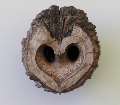 <i class='fa fa-user'></i>&nbsp;Ad Sprang&nbsp;|  Zwarte Walnoot&nbsp; <i class='fa fa-eye'>&nbsp;152</i> &nbsp;<i class='fa fa-thumbs-up'>&nbsp;3</i> &nbsp; <i class='fa fa-comment-o'>&nbsp;10</i>