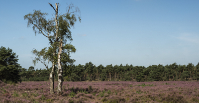 <i class='fa fa-user'></i>&nbsp;Nico_Leenheer&nbsp;|  Hoge Veluwe&nbsp; <i class='fa fa-eye'>&nbsp;86</i> &nbsp; <i class='fa fa-comment-o'>&nbsp;7</i>