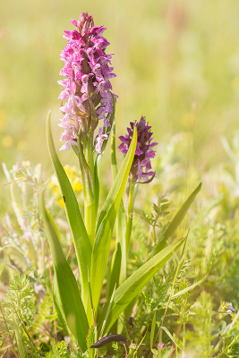 <i class='fa fa-user'></i>&nbsp;Willem Verhagen&nbsp;|  Vleeskleurige Orchis&nbsp; <i class='fa fa-eye'>&nbsp;70</i> &nbsp; <i class='fa fa-comment-o'>&nbsp;1</i>