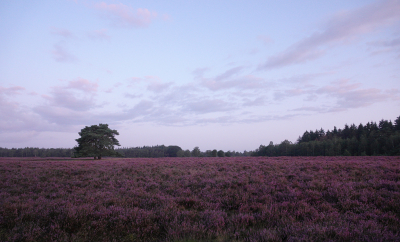 <i class='fa fa-user'></i>&nbsp;nelappelmelk&nbsp;|  Heide met paarse wolken&nbsp; <i class='fa fa-eye'>&nbsp;94</i> &nbsp;<i class='fa fa-thumbs-up'>&nbsp;1</i> &nbsp; <i class='fa fa-comment-o'>&nbsp;1</i>