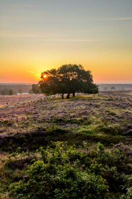 Afgelopen week ging er een keer niet op uit voor wildlife, maar voor een zonsopkomst. Hoewel ik hoopte op een laagje mist, was het zonder ook zeker de moeite waard.