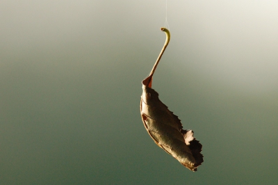 <i class='fa fa-user'></i>&nbsp;henkdikkers&nbsp;| Elzenblad&nbsp; <i class='fa fa-eye'>&nbsp;299</i> &nbsp;<i class='fa fa-thumbs-up'>&nbsp;1</i> &nbsp; <i class='fa fa-comment-o'>&nbsp;5</i>