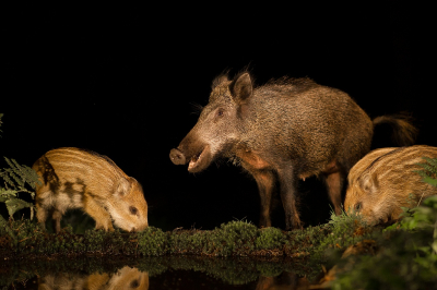 Een nachtje gezeten in een hut waar 24/7 licht aan staat. Het duurde maanden, bijna jaren voordat de dieren gewend waren aan het licht. Uiteraard helpt een beetje voer hier mee. Maar wat een belevenis, als zo'n zeug met 3 biggen uit het duister komt.