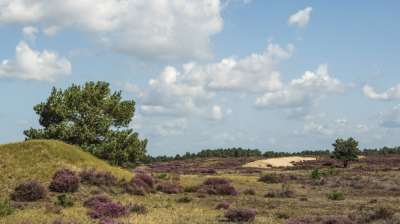 <i class='fa fa-user'></i>&nbsp;Nico_Leenheer&nbsp;|  Hoge Veluwe&nbsp; <i class='fa fa-eye'>&nbsp;103</i> &nbsp;<i class='fa fa-thumbs-up'>&nbsp;1</i> &nbsp; <i class='fa fa-comment-o'>&nbsp;4</i>