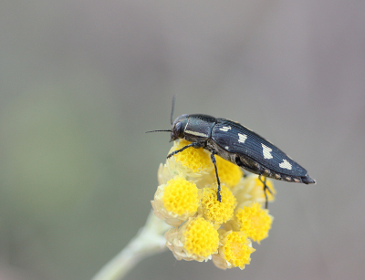 <i class='fa fa-user'></i>&nbsp;Paul Vandebroek&nbsp;|  Buprestis octoguttata&nbsp; <i class='fa fa-eye'>&nbsp;56</i> &nbsp;<i class='fa fa-thumbs-up'>&nbsp;1</i> &nbsp; <i class='fa fa-comment-o'>&nbsp;5</i>