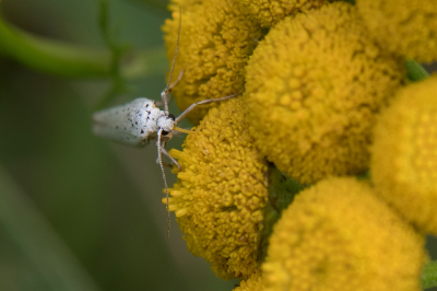 <i class='fa fa-user'></i>&nbsp;Bert Veerman&nbsp;|  Stippelmot sp.&nbsp; <i class='fa fa-eye'>&nbsp;46</i> &nbsp; <i class='fa fa-comment-o'>&nbsp;1</i>