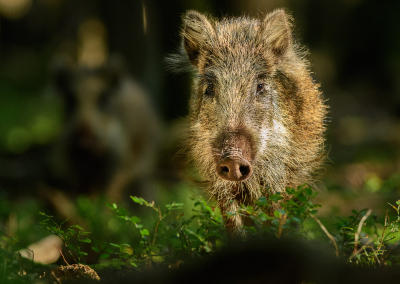 Vorige week zag ik tijdens een wandeling door het bos een grote groep biggen lopen. Ondanks dat ik ze pas laat ontdekte, hadden zij mij nog niet in de gaten en bleven ze druk wroeten. Ik besloot snel te gaan zitten en af te wachten. Enkele biggen naderden tot op een paar meter en even was ik zelfs omringd! Pas toen ze zo dichtbij waren, ging af en toe een kop omhoog. Deze big deed dit precies in het licht van een zonnestraal.