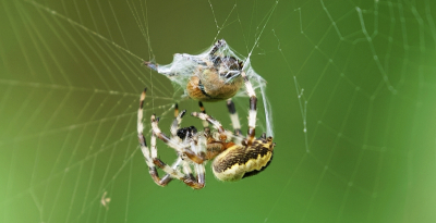 Struinend langs de begroeiing zag ik ineens deze spin bezig met het inwikkelen in zijn net van een gevangen insect. Uit de hand genomen.