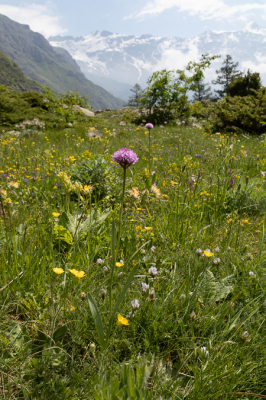 Een zeer zeldzame orchidee in een prachtige alpenwei is wel een heel mooi plaatje