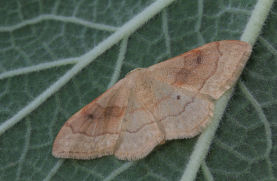 <i class='fa fa-user'></i>&nbsp;Robert Rodenburg&nbsp;|  Idaea rubraria&nbsp; <i class='fa fa-eye'>&nbsp;56</i> &nbsp;<i class='fa fa-thumbs-up'>&nbsp;1</i> &nbsp; <i class='fa fa-comment-o'>&nbsp;5</i>