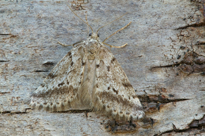 <i class='fa fa-user'></i>&nbsp;Robert Rodenburg&nbsp;|  Eumannia oranaria&nbsp; <i class='fa fa-eye'>&nbsp;52</i> &nbsp; <i class='fa fa-comment-o'>&nbsp;4</i>