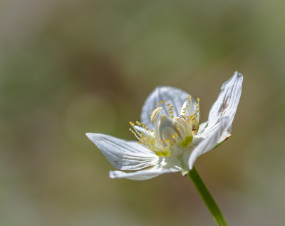 <i class='fa fa-user'></i>&nbsp;jokekok&nbsp;|  Parnassia&nbsp; <i class='fa fa-eye'>&nbsp;61</i> &nbsp;<i class='fa fa-thumbs-up'>&nbsp;1</i> &nbsp; <i class='fa fa-comment-o'>&nbsp;3</i>
