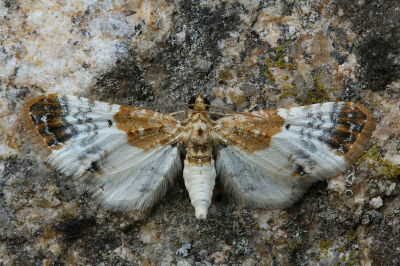 <i class='fa fa-user'></i>&nbsp;Robert Rodenburg&nbsp;|  Eupithecia breviculata&nbsp; <i class='fa fa-eye'>&nbsp;66</i> &nbsp; <i class='fa fa-comment-o'>&nbsp;4</i>