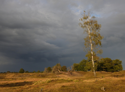<i class='fa fa-user'></i>&nbsp;sieb&nbsp;|  Aekingerzand ("Kale Duinen")&nbsp; <i class='fa fa-eye'>&nbsp;102</i> &nbsp; <i class='fa fa-comment-o'>&nbsp;2</i>